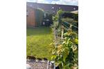 Reihenmittelhaus Marl Alt-Marl - 4 Zimmer, 102 m&sup2;, 299.900&euro; | Angebot:26740352