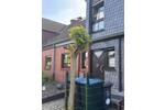 Reihenmittelhaus Marl Alt-Marl - 4 Zimmer, 102 m&sup2;, 299.900&euro; | Angebot:26740352