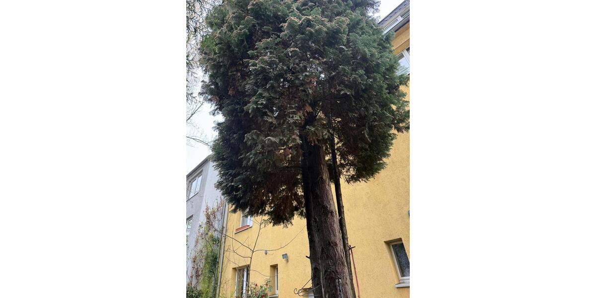 Etagenwohnung Gelsenkirchen Gelsenkirchen-Mitte - 2 Zimmer, 50 m&sup2;, 500&euro; | Angebot:26031731